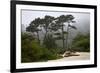 California, Carmel by the Sea. Coastal Trees of Carmel by the Sea-Kymri Wilt-Framed Photographic Print