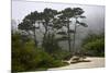 California, Carmel by the Sea. Coastal Trees of Carmel by the Sea-Kymri Wilt-Mounted Photographic Print