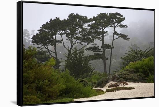 California, Carmel by the Sea. Coastal Trees of Carmel by the Sea-Kymri Wilt-Framed Stretched Canvas