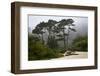 California, Carmel by the Sea. Coastal Trees of Carmel by the Sea-Kymri Wilt-Framed Photographic Print