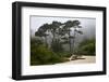 California, Carmel by the Sea. Coastal Trees of Carmel by the Sea-Kymri Wilt-Framed Photographic Print