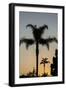 California, Carpinteria, Palm Tree Silhouettes at Sunset-Alison Jones-Framed Photographic Print