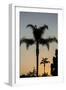 California, Carpinteria, Palm Tree Silhouettes at Sunset-Alison Jones-Framed Photographic Print