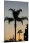 California, Carpinteria, Palm Tree Silhouettes at Sunset-Alison Jones-Mounted Photographic Print