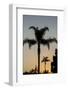 California, Carpinteria, Palm Tree Silhouettes at Sunset-Alison Jones-Framed Photographic Print