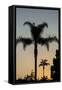 California, Carpinteria, Palm Tree Silhouettes at Sunset-Alison Jones-Framed Stretched Canvas