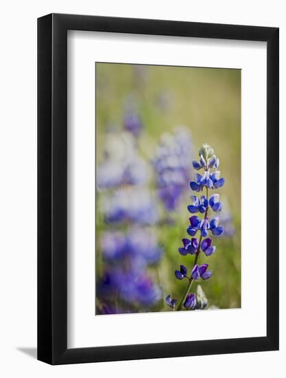 California Central Coast-Rob Sheppard-Framed Photographic Print