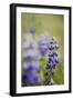 California Central Coast-Rob Sheppard-Framed Photographic Print