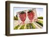 California, Central Valley, San Joaquin River Valley, Modesto, Aan Saechao's garden-Alison Jones-Framed Photographic Print