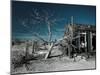 California, Cima, Mojave National Preserve, Abandoned Mojave Desert Ranch, Winter, USA-Walter Bibikow-Mounted Premium Photographic Print