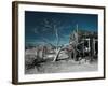 California, Cima, Mojave National Preserve, Abandoned Mojave Desert Ranch, Winter, USA-Walter Bibikow-Framed Photographic Print