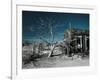 California, Cima, Mojave National Preserve, Abandoned Mojave Desert Ranch, Winter, USA-Walter Bibikow-Framed Photographic Print