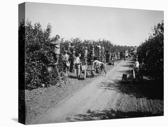 California Citrus Heritage Recording Project, Workers Harvesting Oranges, Riverside County, 1930-null-Stretched Canvas