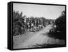 California Citrus Heritage Recording Project, Workers Harvesting Oranges, Riverside County, 1930-null-Framed Stretched Canvas