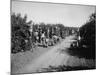 California Citrus Heritage Recording Project, Workers Harvesting Oranges, Riverside County, 1930-null-Mounted Photo