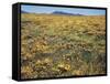 California, Cleveland Nf, a Field of California Poppy and Goldfields-Christopher Talbot Frank-Framed Stretched Canvas