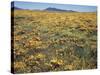 California, Cleveland Nf, a Field of California Poppy and Goldfields-Christopher Talbot Frank-Stretched Canvas