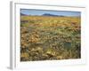 California, Cleveland Nf, a Field of California Poppy and Goldfields-Christopher Talbot Frank-Framed Photographic Print