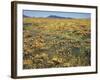 California, Cleveland Nf, a Field of California Poppy and Goldfields-Christopher Talbot Frank-Framed Photographic Print