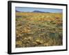 California, Cleveland Nf, a Field of California Poppy and Goldfields-Christopher Talbot Frank-Framed Photographic Print