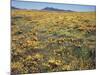 California, Cleveland Nf, a Field of California Poppy and Goldfields-Christopher Talbot Frank-Mounted Photographic Print