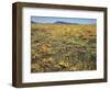 California, Cleveland Nf, a Field of California Poppy and Goldfields-Christopher Talbot Frank-Framed Photographic Print