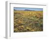 California, Cleveland Nf, a Field of California Poppy and Goldfields-Christopher Talbot Frank-Framed Photographic Print