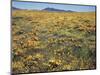 California, Cleveland Nf, a Field of California Poppy and Goldfields-Christopher Talbot Frank-Mounted Photographic Print