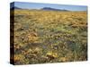 California, Cleveland Nf, a Field of California Poppy and Goldfields-Christopher Talbot Frank-Stretched Canvas