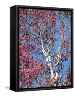 California, Cleveland Nf, a Flowering Redbud Tree in the Forest-Christopher Talbot Frank-Framed Stretched Canvas