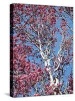 California, Cleveland Nf, a Flowering Redbud Tree in the Forest-Christopher Talbot Frank-Stretched Canvas