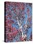 California, Cleveland Nf, a Flowering Redbud Tree in the Forest-Christopher Talbot Frank-Stretched Canvas