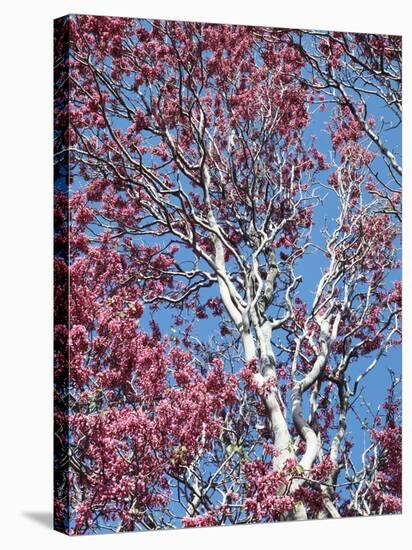 California, Cleveland Nf, a Flowering Redbud Tree in the Forest-Christopher Talbot Frank-Stretched Canvas