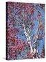 California, Cleveland Nf, a Flowering Redbud Tree in the Forest-Christopher Talbot Frank-Stretched Canvas