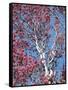 California, Cleveland Nf, a Flowering Redbud Tree in the Forest-Christopher Talbot Frank-Framed Stretched Canvas