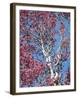 California, Cleveland Nf, a Flowering Redbud Tree in the Forest-Christopher Talbot Frank-Framed Premium Photographic Print