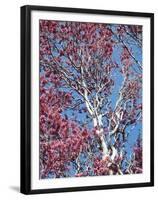 California, Cleveland Nf, a Flowering Redbud Tree in the Forest-Christopher Talbot Frank-Framed Premium Photographic Print