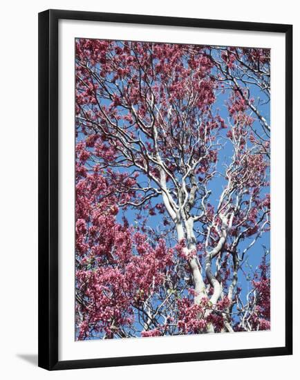 California, Cleveland Nf, a Flowering Redbud Tree in the Forest-Christopher Talbot Frank-Framed Premium Photographic Print