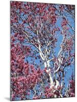 California, Cleveland Nf, a Flowering Redbud Tree in the Forest-Christopher Talbot Frank-Mounted Premium Photographic Print