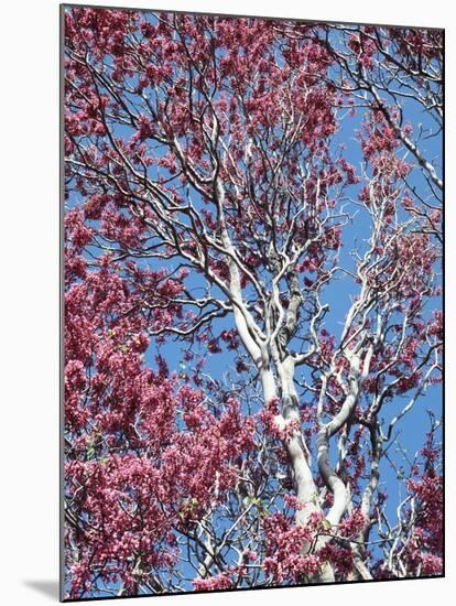 California, Cleveland Nf, a Flowering Redbud Tree in the Forest-Christopher Talbot Frank-Mounted Premium Photographic Print