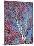 California, Cleveland Nf, a Flowering Redbud Tree in the Forest-Christopher Talbot Frank-Mounted Premium Photographic Print