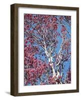 California, Cleveland Nf, a Flowering Redbud Tree in the Forest-Christopher Talbot Frank-Framed Photographic Print