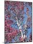 California, Cleveland Nf, a Flowering Redbud Tree in the Forest-Christopher Talbot Frank-Mounted Photographic Print