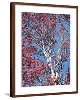 California, Cleveland Nf, a Flowering Redbud Tree in the Forest-Christopher Talbot Frank-Framed Photographic Print