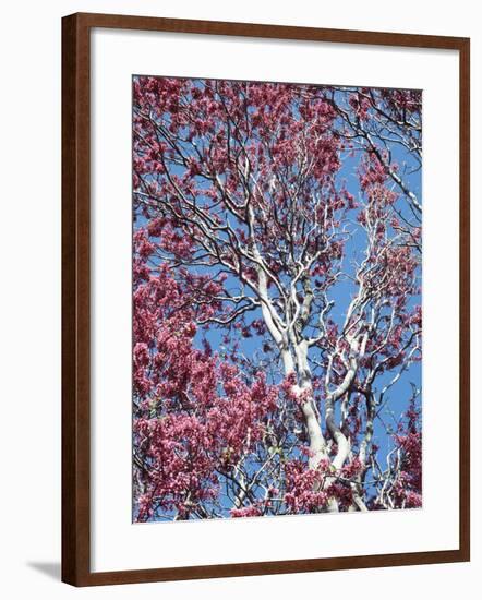 California, Cleveland Nf, a Flowering Redbud Tree in the Forest-Christopher Talbot Frank-Framed Photographic Print