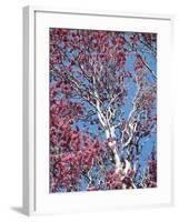 California, Cleveland Nf, a Flowering Redbud Tree in the Forest-Christopher Talbot Frank-Framed Photographic Print
