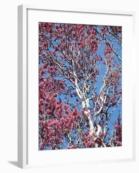 California, Cleveland Nf, a Flowering Redbud Tree in the Forest-Christopher Talbot Frank-Framed Photographic Print