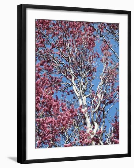 California, Cleveland Nf, a Flowering Redbud Tree in the Forest-Christopher Talbot Frank-Framed Photographic Print