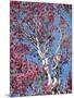 California, Cleveland Nf, a Flowering Redbud Tree in the Forest-Christopher Talbot Frank-Mounted Photographic Print