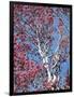California, Cleveland Nf, a Flowering Redbud Tree in the Forest-Christopher Talbot Frank-Framed Photographic Print